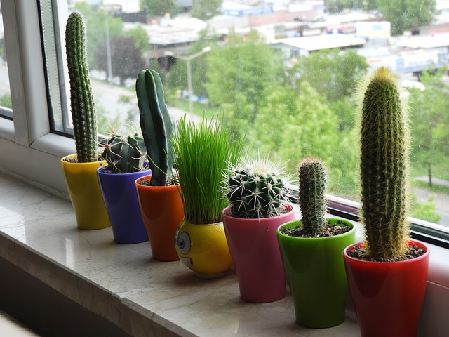 kaktusy na okně.jpg